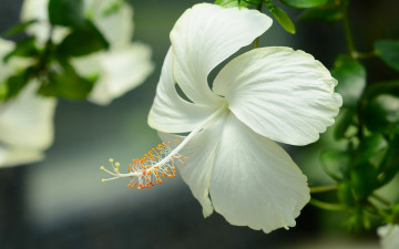 Картинка цветы гибискусы макро лепестки гибискус