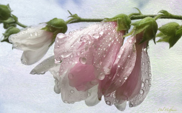 Картинка цветы мальвы макро текстура розовый мальва бутоны капли