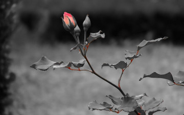 Картинка цветы розы листья темный роза rose стебель