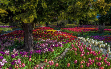 Картинка цветы тюльпаны деревья парк