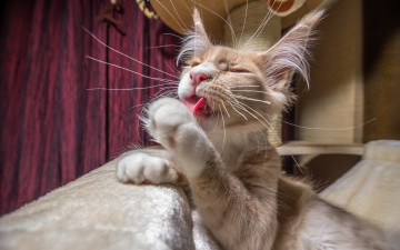 Картинка животные коты усы лапы мойдодыр кошка кот мейн-кун усищи