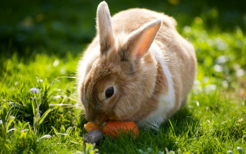 обоя животные, кролики,  зайцы, морковь, солнечно, лето, трава, луг, фон, природа, кролик