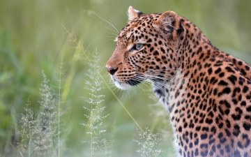 Картинка животные леопарды хищник дикая кошка портрет леопард