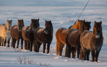 Картинка животные лошади исландия снег iceland зима кони