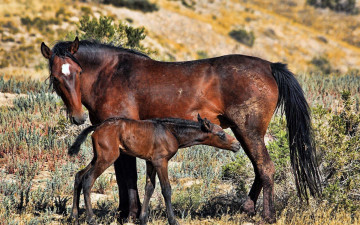 Картинка животные лошади луг трава грязь жеребенок кобыла лошадь