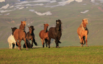 Картинка животные лошади табун природа