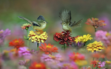 Картинка животные птицы луг цветы хвост крылья