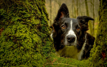 Картинка животные собаки мох дерево взгляд морда собака бордер-колли