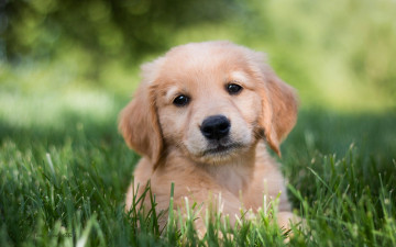 Картинка животные собаки щенок собака голден ретривер золотистый трава взгляд