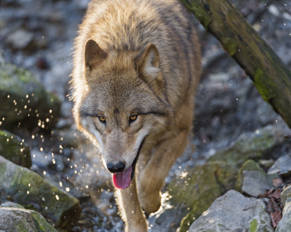 Обои картинки фото животные, волки,  койоты,  шакалы, брызги, хищник, волк, язык, морда, камни