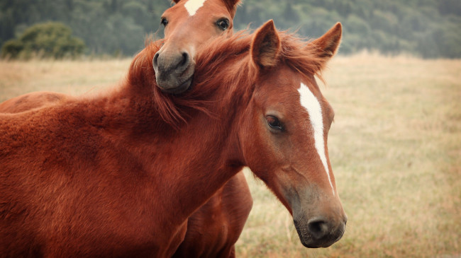 Обои картинки фото животные, лошади, кони, рыжие, взгляд, лужайка