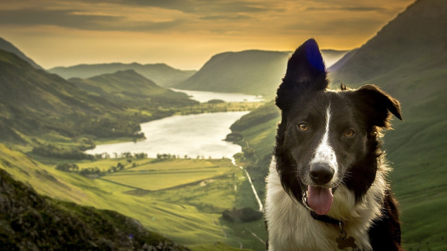Обои картинки фото животные, собаки, горы, озеро, панорама, природа, долина, морда, собака, бордер-колли