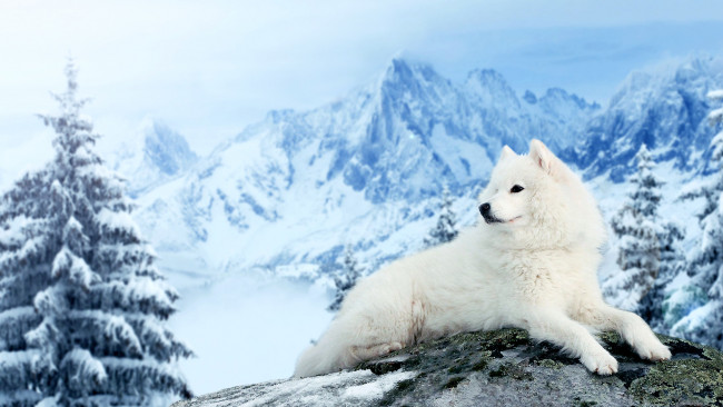 Обои картинки фото животные, собаки, собака, взгляд, зима, samoyed, друг, ель, снег, пейзаж