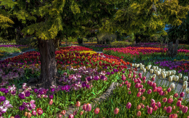 Обои картинки фото цветы, тюльпаны, деревья, парк
