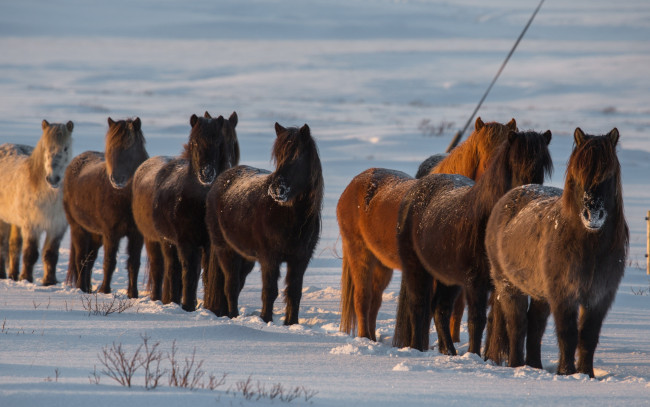 Обои картинки фото животные, лошади, исландия, снег, iceland, зима, кони