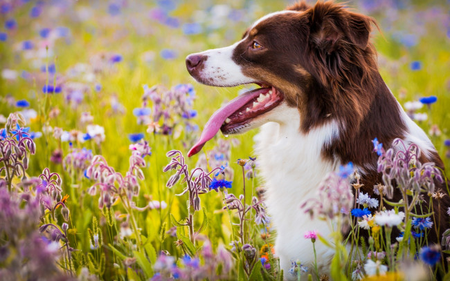 Обои картинки фото животные, собаки, австралийская, овчарка, цветы, луг, язык, собака