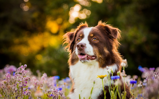 Обои картинки фото животные, собаки, цветы, морда, собака, австралийская, овчарка