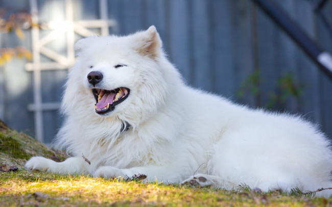 Обои картинки фото животные, собаки, друг, взгляд, собака, samoyed, smile