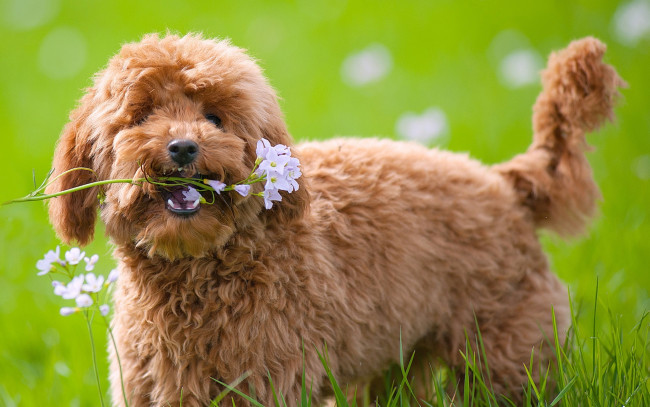 Обои картинки фото животные, собаки, друг, взгляд, собака, трава, цветы, луг