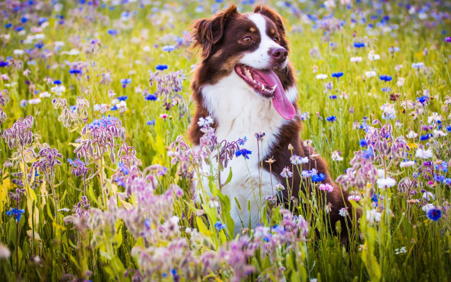 Обои картинки фото животные, собаки, луг, настроение, радость, язык, собака, австралийская, овчарка, цветы