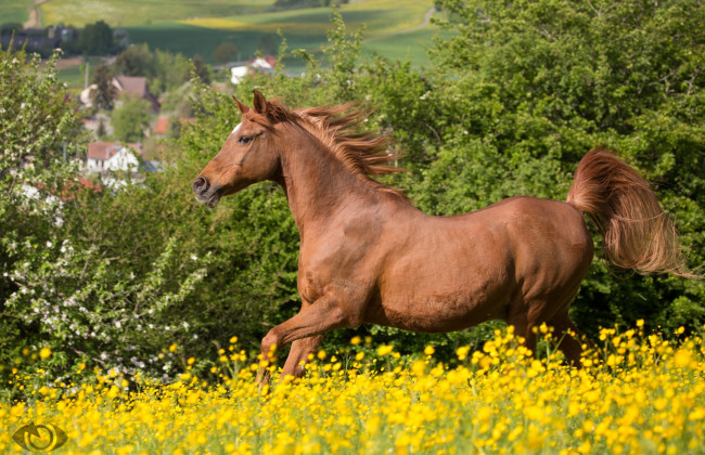 Обои картинки фото автор,  oliverseitz, животные, лошади, лето, луг, грация, бег, грива, рыжий