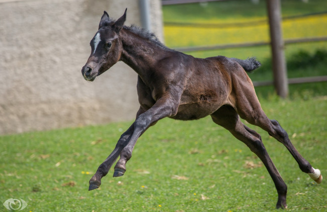 Обои картинки фото автор,  oliverseitz, животные, лошади, игра, бег, жеребёнок, детёныш