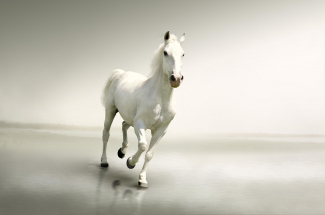 Обои картинки фото животные, лошади, лошадь, белая, свет