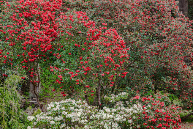 Обои картинки фото цветы, бугенвиллея, деревья