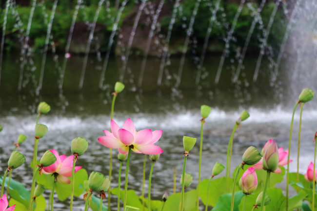 Обои картинки фото цветы, лотосы, парк, вода, фонтан, лотос, лепестки, листья