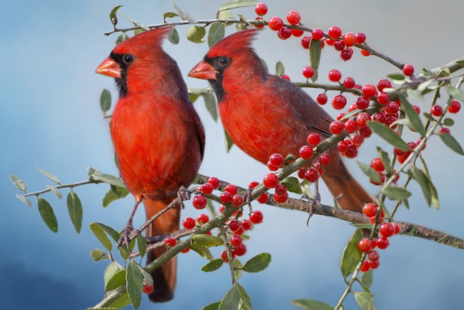Обои картинки фото животные, кардиналы, красный, кардинал, птицы, парочка, ягоды, ветки