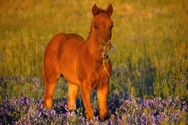 Обои картинки фото животные, лошади, жеребенок, рыжий, луг, цветы, трава
