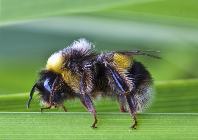 Обои картинки фото животные, пчелы,  осы,  шмели, шмель