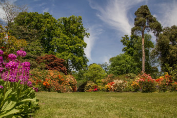 Картинка англия природа парк деревья цветы трава