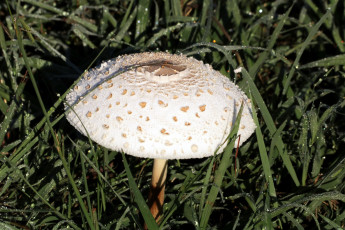 Картинка природа грибы роса капли трава зонтик гриб