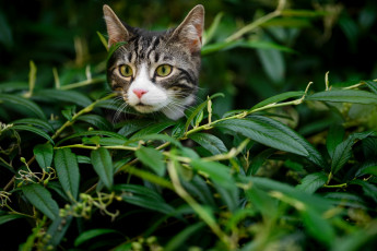 Картинка животные коты взгляд животное котик фон усы