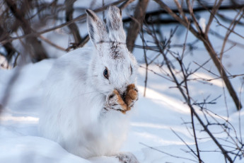 обоя животные, кролики,  зайцы, зима, снег, заяц