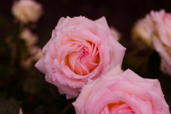Картинка цветы розы розовая бутон лепестки роза цветение