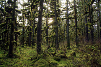 Картинка природа лес alaska forest