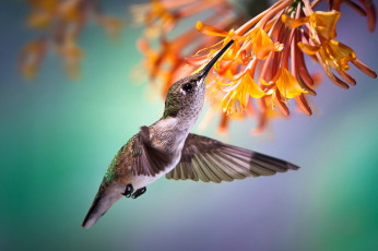 Картинка животные капибары полёт цветок колибри птичка нектар птицы мира
