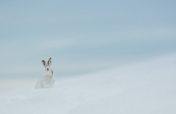 Картинка животные кролики +зайцы природа зима заяц