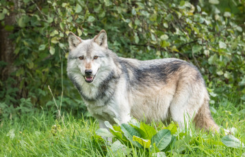 Картинка животные волки +койоты +шакалы листья трава