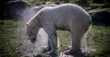 Картинка животные медведи брызги полярный белый камни трава