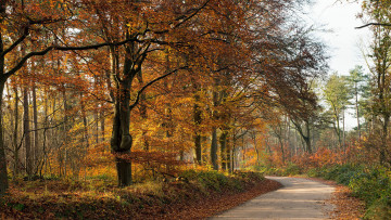 Картинка природа дороги листопад листья осень деревья аллея