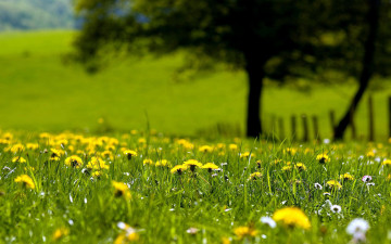Картинка природа луга одуванчики весна