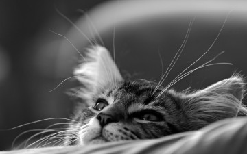 Картинка животные коты черно-белое морда
