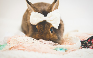 обоя животные, кролики,  зайцы, бантик, кролик, by, tiny-tea-party