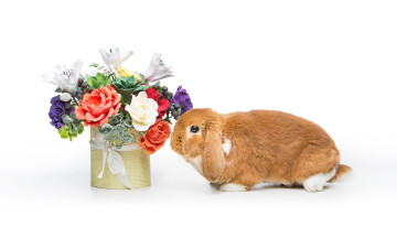 обоя животные, кролики,  зайцы, цветы, flowers, spring, eggs, кролик, happy, rabbit