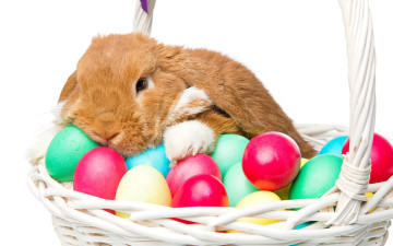 обоя животные, кролики,  зайцы, цветы, flowers, spring, eggs, кролик, happy, rabbit