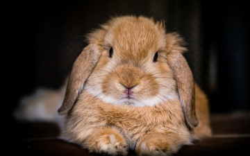 Картинка животные кролики +зайцы фон мордочка взгляд кролик