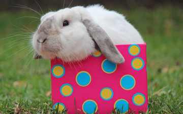 Картинка животные кролики +зайцы коробка мордочка кролик